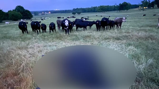 A lighting strike killed a cow at the Autauga Farming Company in central Alabama.