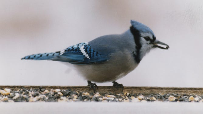 Blue jay