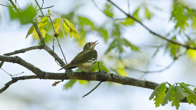 An ovenbird sings