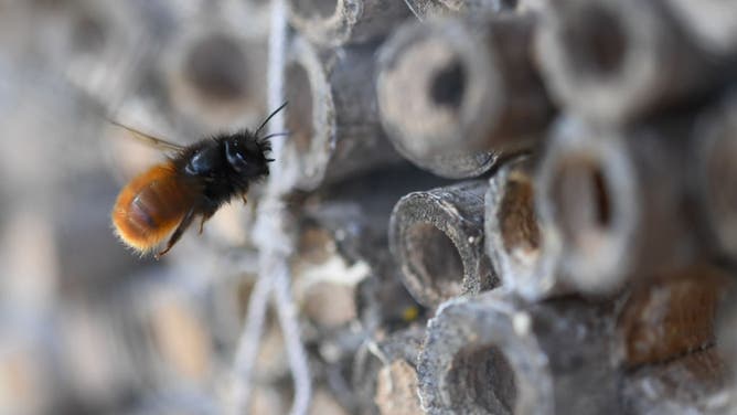 A horned mason bee is approaching a wild bee hotel on Frankfurt's Lohrberg. The clay holes, brick cavities or elderberry sticks serve as brood cells for the eggs. The food supply is sufficient for the eleven-month development from the egg to the finished bee. Wild bees are active in March and April and die before their offspring hatch. Photo: Arne Dedert/dpa (Photo by Arne Dedert/picture alliance via Getty Images)