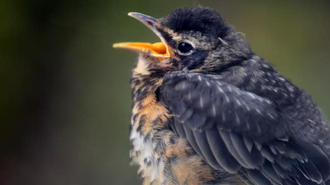 An American Robin