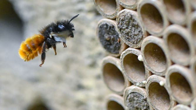17 May 2021, Brandenburg, Frankfurt (Oder): A horned mason bee (Osmia cornuta) approaching special nesting tubes. A sunny spot, flowering, varied plants in the immediate vicinity - the paradise for wild bees is ready. Any interested layman can try this out - the Frankfurt beekeeper Eberhard Theis breeds the non-stinging species and lends them out. Photo: Patrick Pleul/dpa-Zentralbild/ZB (Photo by Patrick Pleul/picture alliance via Getty Images)