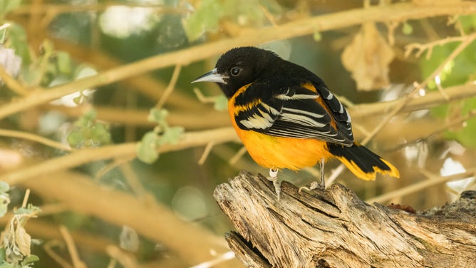 Bullock's Oriole