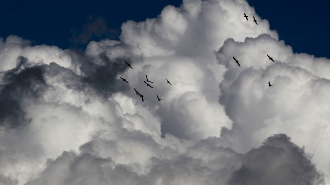 A flock of birds take flight against a cloud filled sky above Solano County in northern California.