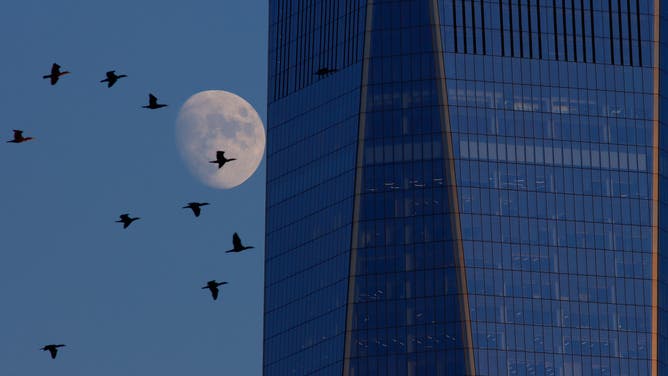 Cormorants fly behind the One World Trade Center in New York City.