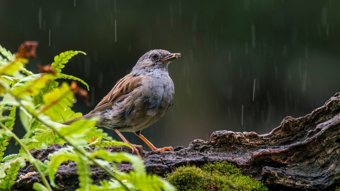 Rain sprinkles down on a dunnock resting on a tree.