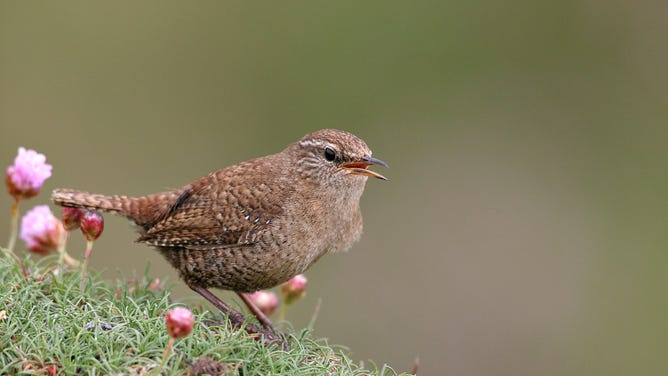 A Winter Wren