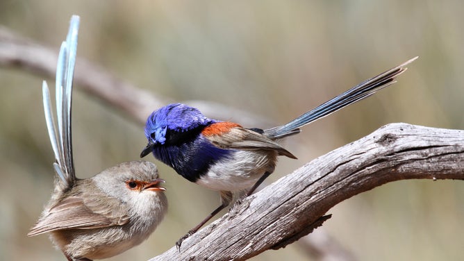 Blue-breasted fairywrens