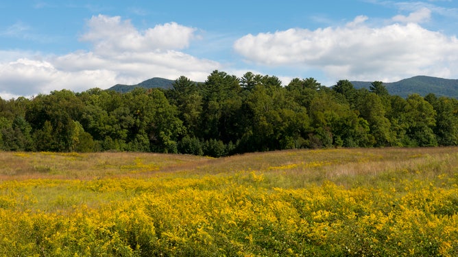 A field of goldenrod flowers in Cades Cove of Great Smoky Mountains National Park in east Tennessee. Goldenrod is a common culprit behind many allergies.