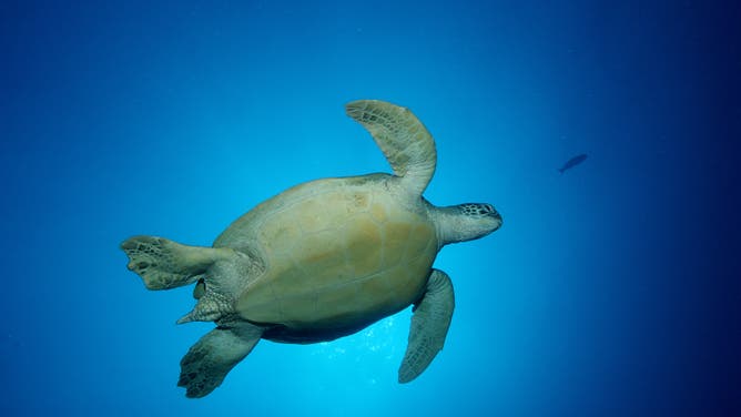 A turtle swims in the sea.
