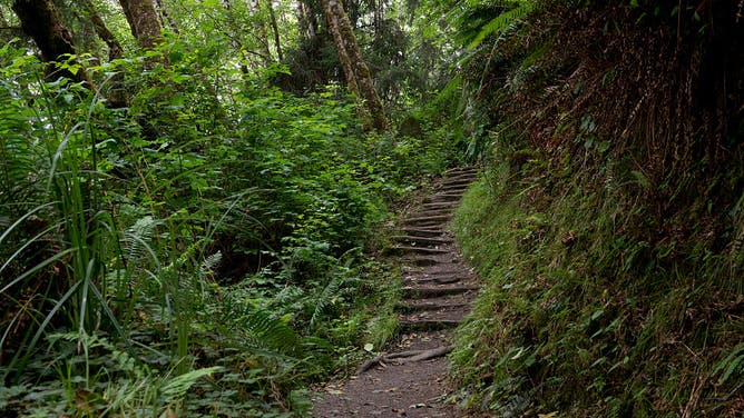 Fern Canyon is a canyon in the Prairie Creek Redwoods State Park in Humboldt County, California (Photo by Carol M. Highsmith/Buyenlarge/Getty Images)
