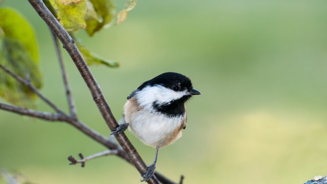 Black-capped Chickadee