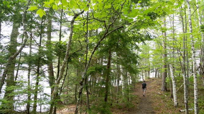 A birch forest. Pollen from birch trees is a common allergen.