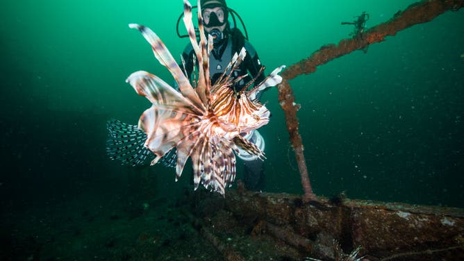 A lionfish swims in front of a diver off the coast of Pensacola, Florida. May 22, 2017.