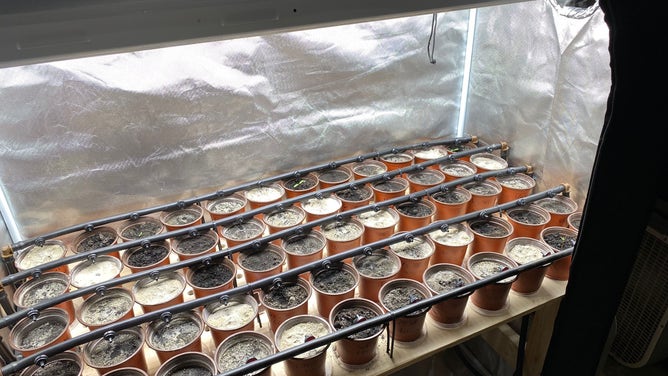 UCF biology major Steven Elsaid's greenhouse is growing French Marigolds in lunar simulant at the Exolith Lab. (Image: Emilee Speck/FOX Weather)