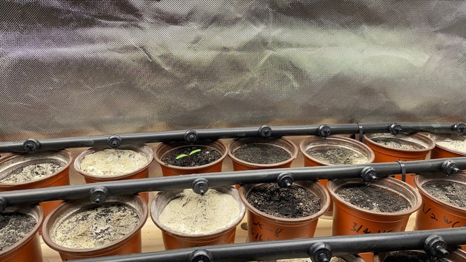 UCF biology major Steven Elsaid's greenhouse is growing French Marigolds in lunar simulant at the Exolith Lab. (Image: Emilee Speck/FOX Weather)