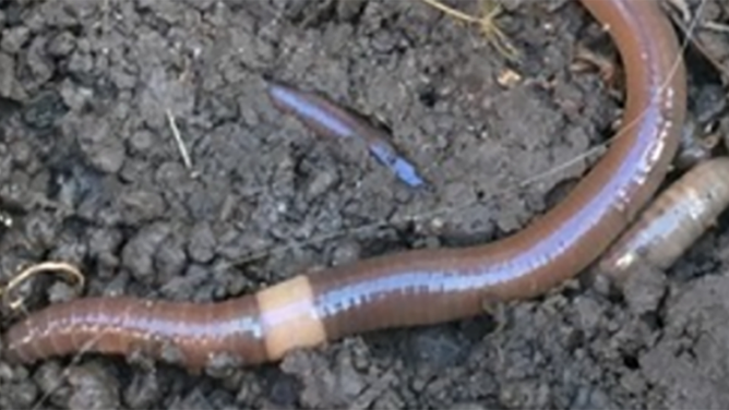 They're back: Invasive jumping earthworms believed to be spotted in this  Midwest state