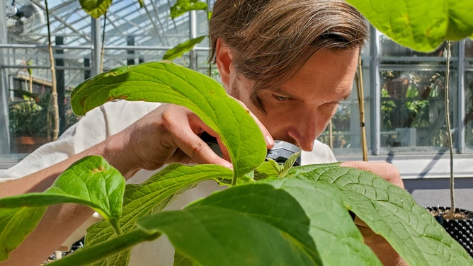 A botanist studies Karomia gigas, one of the rarest trees in the world.