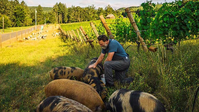 Antiquum Farm owner and farmer Stephen Hagen with the Kune Kune grazing pigs in Junction City, Oregon. The pigs are native of New Zealand.(Image: Antiquum Farm/Stephen Hagen)