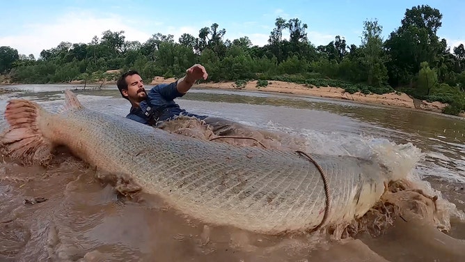300 Pound Alligator Gar Outside Houston