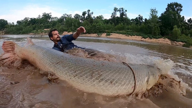 Texas trophy: Man hooks 300-pound alligator gar outside Houston