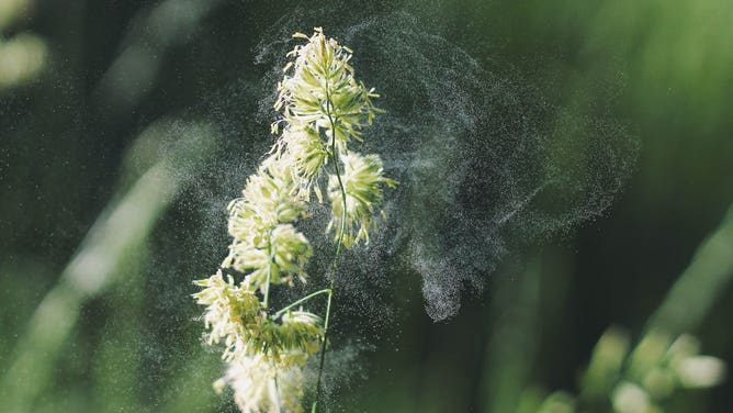 A mist of pollen