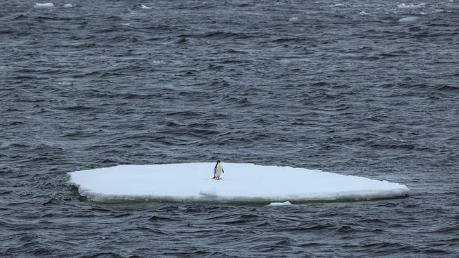 Penguin floating on ice