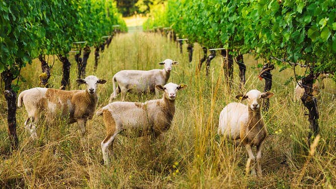 Antiquum Farm in Junction City, Oregon is home to Katahdin/Dorper sheep that help the grazing-based viticulture. (Image: Antiquum Farm/Stephen Hagen)