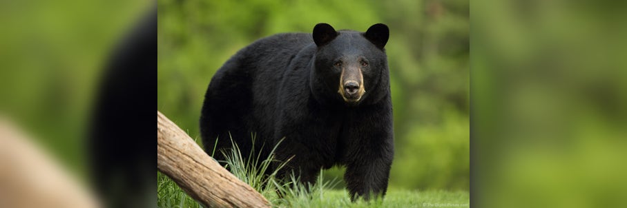 Rise in bear sightings expected as 'fall shuffle' gets underway