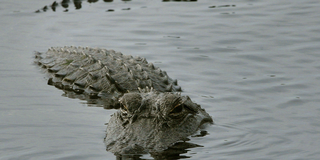 Man Killed By 11-Foot Alligator At South Carolina Pond