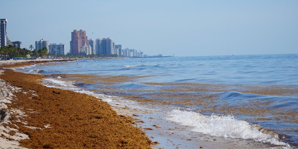 Massive blob of smelly seaweed could mean trouble for Florida beach vacations