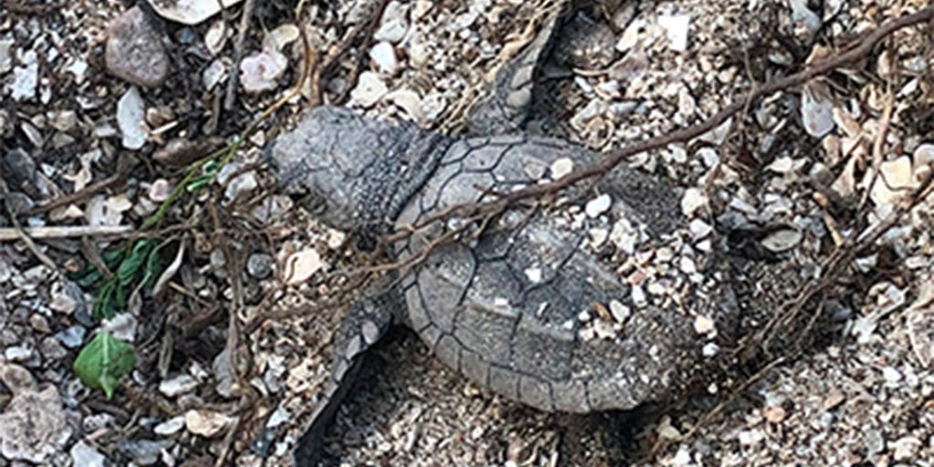 World’s rarest sea turtle lays eggs in unusual place on Texas beach ...