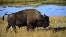 Bison dies after wandering into scalding waters of Yellowstone hot spring