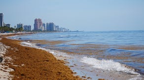 Sargassum seaweed blooms plaguing Atlantic beaches traced back to West Africa