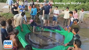 World's largest freshwater fish caught in Cambodia