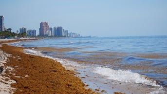 Smelly seaweed blob plaguing popular US beaches traced back to this spot - Fox News