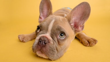 Ways to keep dogs safe from fireworks during the 4th of July