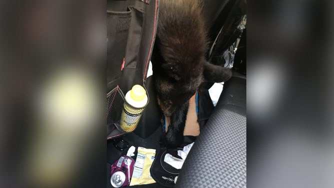 Bear trapped in Tennessee car likely killed by heat exposure, officials say