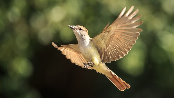 Ash-throated Flycatcher. (Photo: Rick Derevan/Audubon Photography Awards)