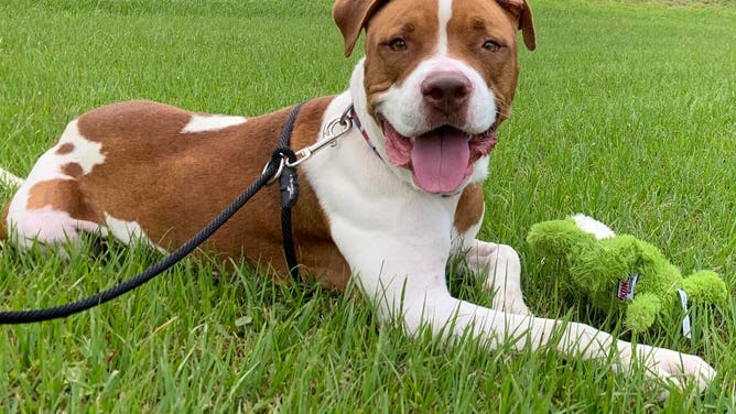 Ambrose is one of the many pups at the Pet Alliance of Greater Orlando. The summer can be a good time to adopt because school is out. (Image: Pet Alliance of Greater Orlando)