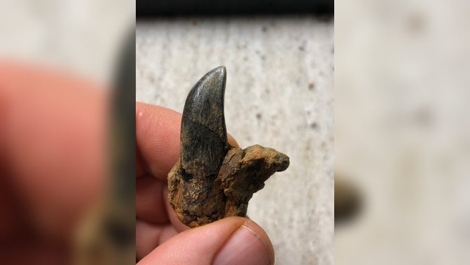 An Astrodon tooth.