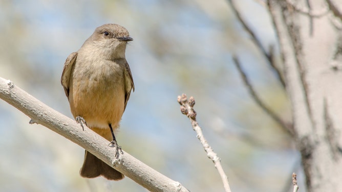 Say's Phoebe, Nevada Trails Park, Clark county, Nevada. (Photo: Rachel McGrew/Audubon Photography Awards)