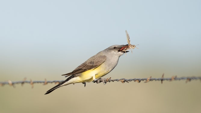Western Kingbird Eating a grasshopper on May Valley Ranch, an Audubon-certified ranch, in Prowers County, Colorado.