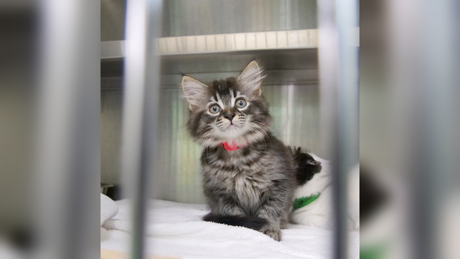 Shelters like the Pet Alliance of Greater Orlando in Central Florida need fosters year round but especially during kitten season. (Image: Pet Alliance of Greater Orlando)