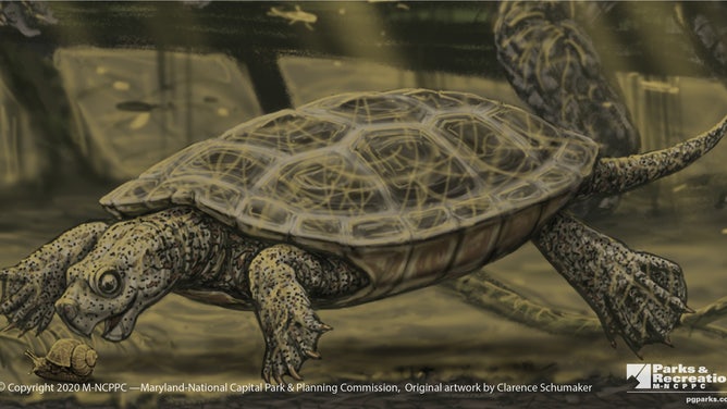 A prehistoric turtle known as Arunelemys swims underwater.