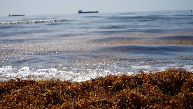 Sargassum seaweed along the beaches in Fort Lauderdale on June 23, 2022. The city has started composting the seaweed into soil. (Image: Brandy Campbell/FOX Weather)