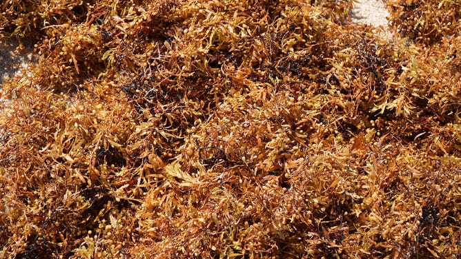 Sargassum seaweed has been washing up on Florida beaches creating a rotten egg smell.