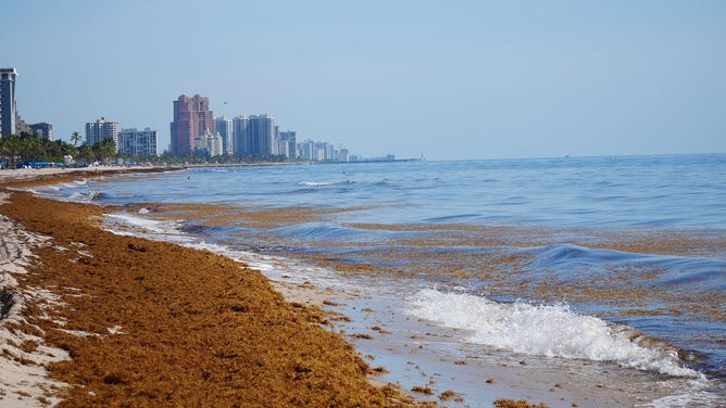 Sargassum seaweed lines the beaches in Fort Lauderdale on June 23, 2022. The city has started composting the seaweed into soil. (Image: Brandy Campbell/FOX Weather)