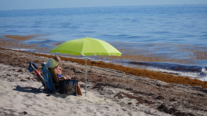 Beachgoers sit among the sargassum seaweed that lines the beaches in Fort Lauderdale on June 23, 2022. The city has started composting the seaweed into soil. (Image: Brandy Campbell/FOX Weather)