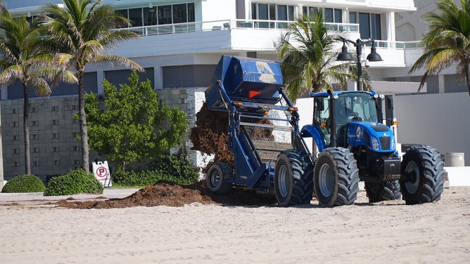 Sargassum seaweed in Fort Lauderdale is taken by truck to be composted and turned into soil. (Image: Brandy Campbell/FOX Weather)